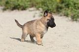 MALINOIS 411